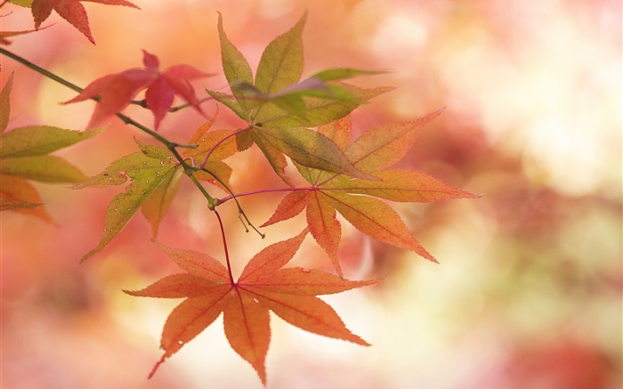 枫叶，秋天，树枝，眩光 壁纸 图片