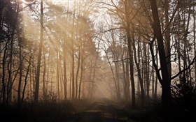 早晨，森林，树木，道路，雾 高清壁纸