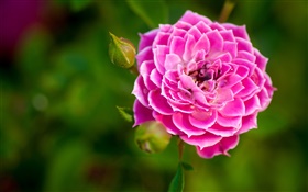 粉红色的玫瑰花特写，芽，背景虚化