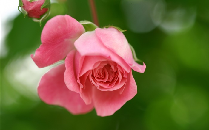 粉红色的玫瑰花朵，花瓣，花蕾 壁纸 图片