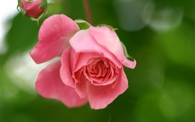 粉红色的玫瑰花朵，花瓣，花蕾 高清壁纸