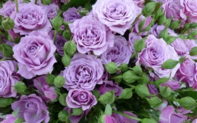 紫色的玫瑰，花，芽