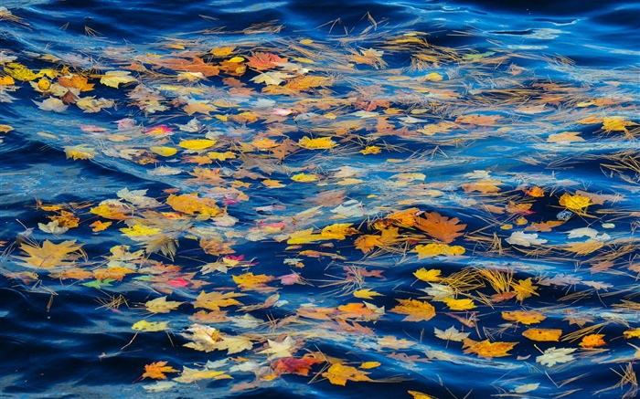 河，水，黄色的叶子，秋天 壁纸 图片