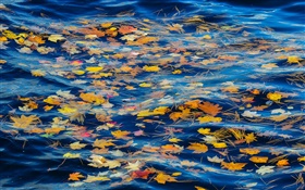 河，水，黄色的叶子，秋天