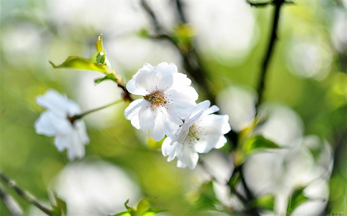 春天，白色的花，樱桃，模糊背景 壁纸 图片