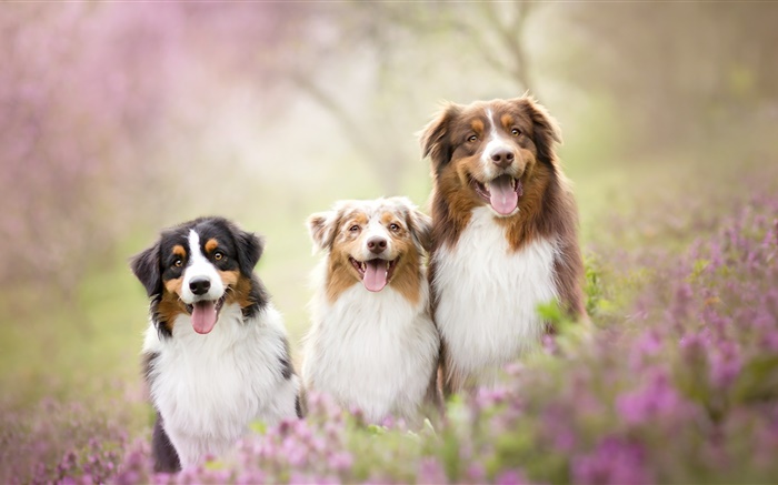 三只狗，鲜花 壁纸 图片
