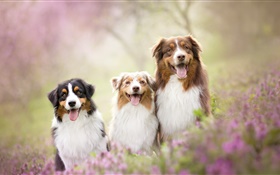 三只狗，鲜花 高清壁纸