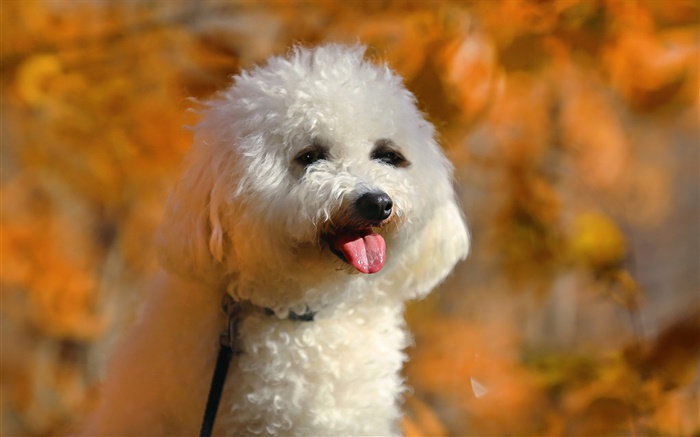 白色的贵宾犬，可爱的小狗 壁纸 图片