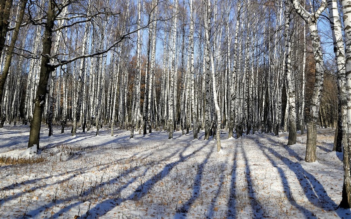 冬季，桦木，树木，雪 壁纸 图片
