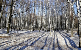 冬季，桦木，树木，雪 高清壁纸