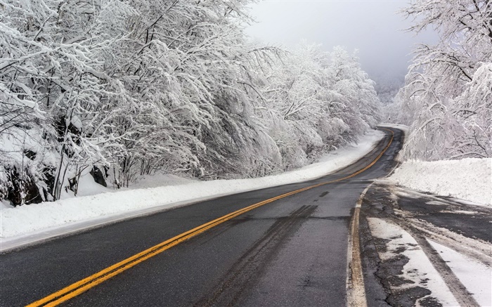 冬天，雪，道路，树木，白 壁纸 图片