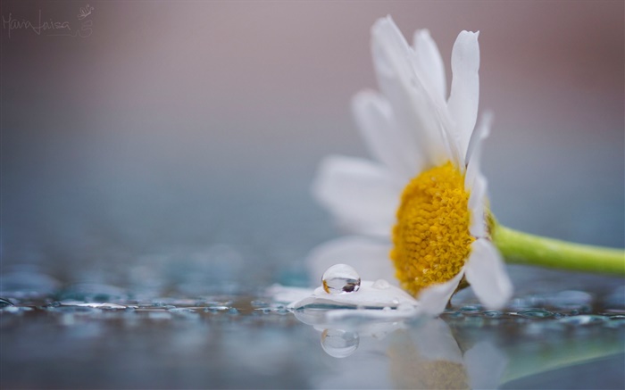 白洋甘菊花，露水，水滴 壁纸 图片