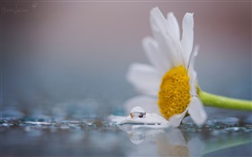白洋甘菊花，露水，水滴 高清壁纸