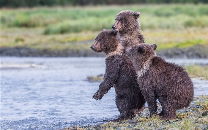 阿拉斯加卡特迈国家公园，三只熊，幼崽，湖 壁纸 图片