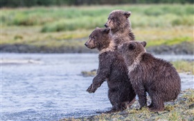 阿拉斯加卡特迈国家公园，三只熊，幼崽，湖 高清壁纸