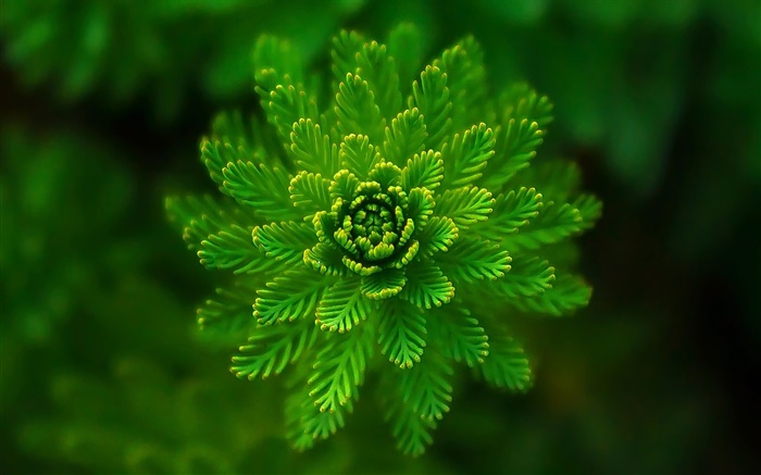 藻类植物特写，草，绿色，背景虚化 壁纸 图片