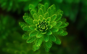 藻类植物特写，草，绿色，背景虚化 高清壁纸