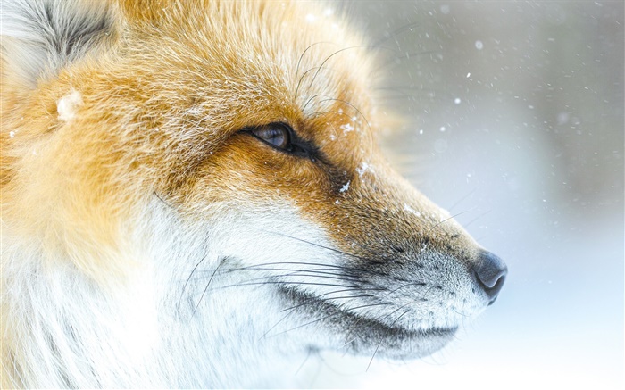 动物狐狸特写，面部，冬天 壁纸 图片