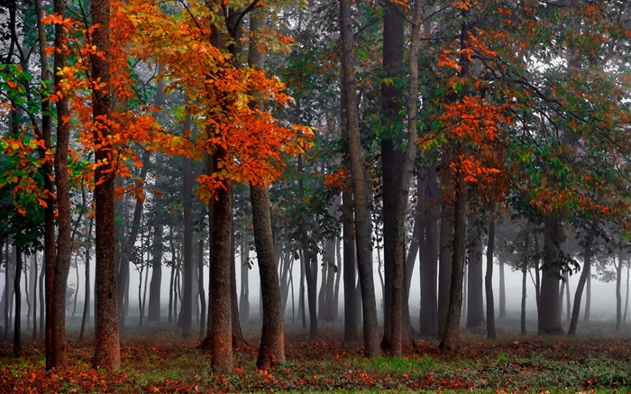 秋季，森林，树木，雾，早晨 壁纸 图片