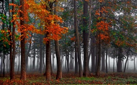 秋季，森林，树木，雾，早晨