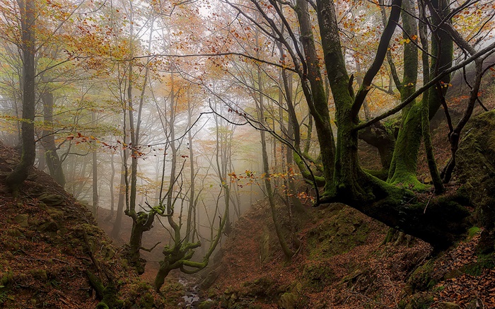 巴斯克地区，西班牙，树，雾，秋，晨起 壁纸 图片