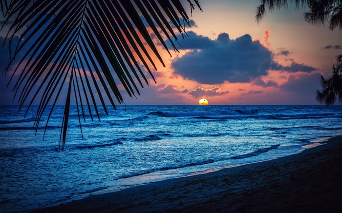 海滩，傍晚，晚霞，云海，叶，加勒比海 壁纸 图片