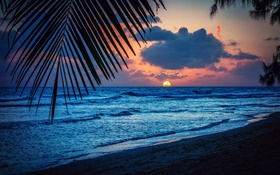 海滩，傍晚，晚霞，云海，叶，加勒比海 高清壁纸