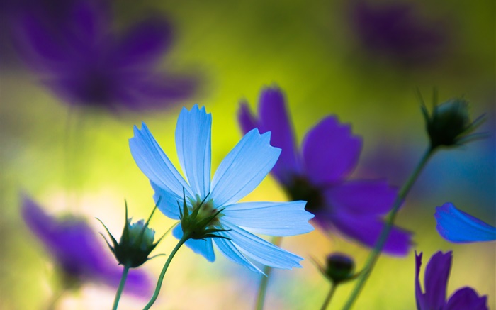 蓝色和紫色的花，夏天，模糊 壁纸 图片