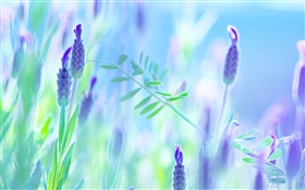 蓝花，紫罗兰，夏天，模糊背景 高清壁纸