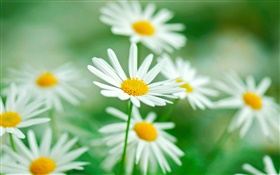 洋甘菊花，白色的花瓣，模糊背景