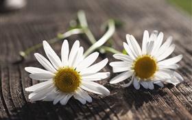 洋甘菊，白色的花朵，木板 高清壁纸