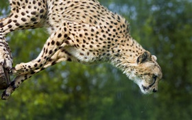 猎豹跳跃，大猫 高清壁纸