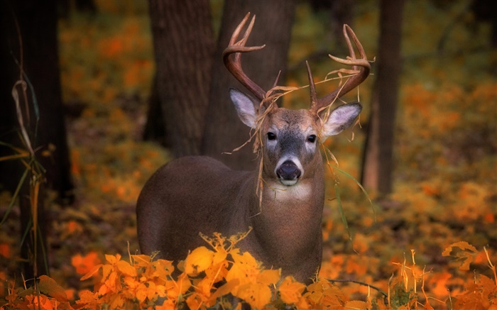 鹿在秋天，黄叶 壁纸 图片