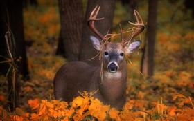 鹿在秋天，黄叶 高清壁纸