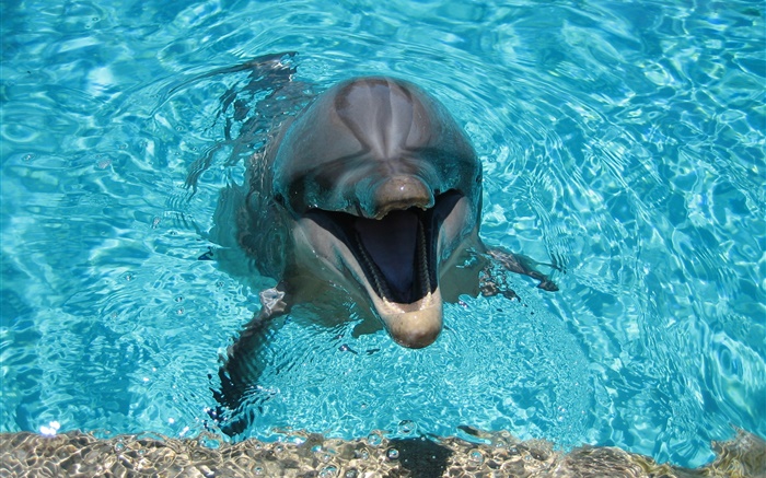 海豚在水中，快乐 壁纸 图片