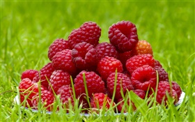 新鲜树莓，红色浆果，草，夏天 高清壁纸