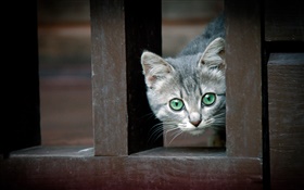 绿色的眼睛猫，围栏 高清壁纸