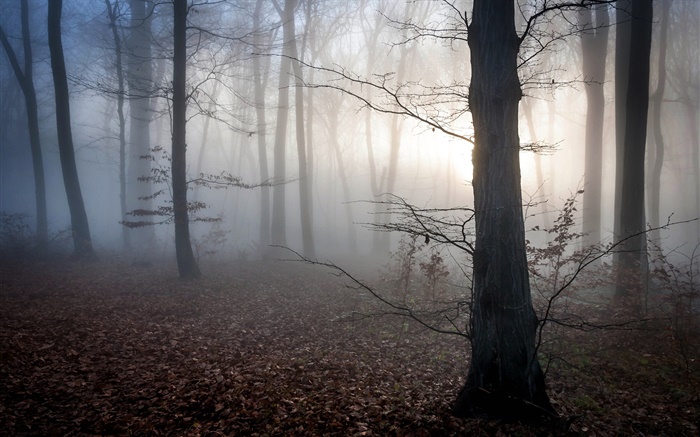 匈牙利，森林，雾，黄昏，秋 壁纸 图片