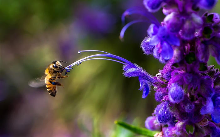 昆虫，蜜蜂，蓝色的花 壁纸 图片