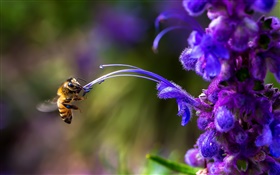 昆虫，蜜蜂，蓝色的花