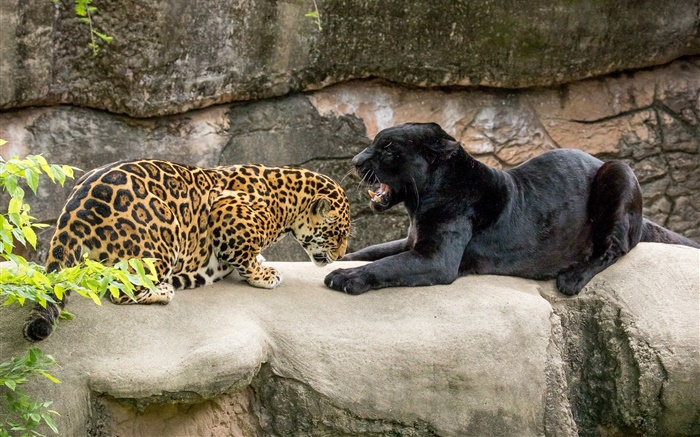 捷豹，黑色，野生猫科动物，食肉动物 壁纸 图片