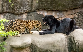 捷豹，黑色，野生猫科动物，食肉动物 高清壁纸