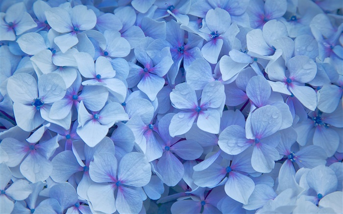 许多绣球花，花瓣蓝色，露水 壁纸 图片