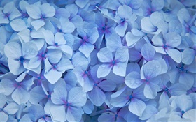 许多绣球花，花瓣蓝色，露水 高清壁纸
