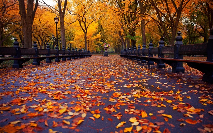公园，秋季，板凳，树木，树叶，路径 壁纸 图片