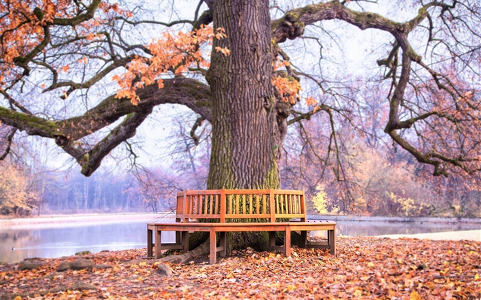 公园大树下，长椅，秋 壁纸 图片