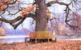 公园大树下，长椅，秋