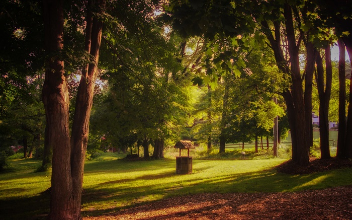 公园，草，树木，太阳光线，夏天 壁纸 图片