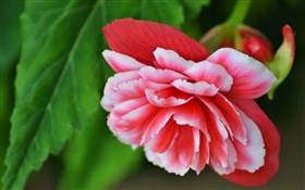 粉红色的海棠花，花瓣，微距摄影