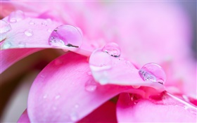 粉红色的花微距摄影，花瓣，露水 高清壁纸